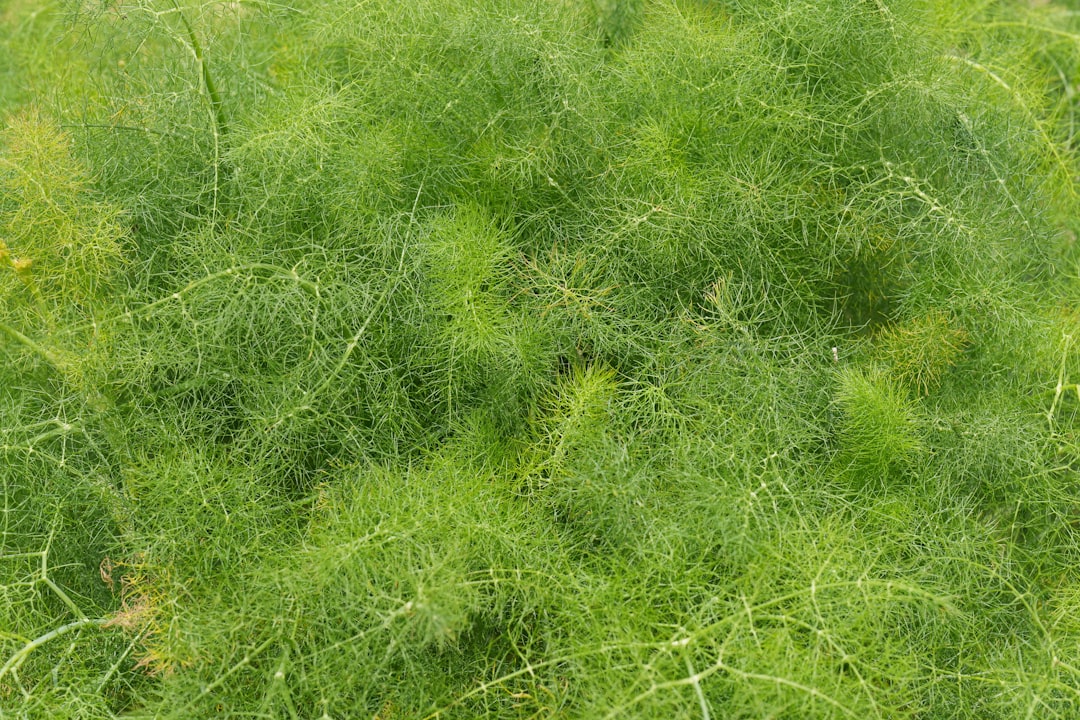 Fennel microgreens in a shallow growing tray, wispy fronds visible