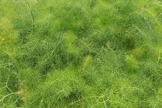 Fennel microgreens in a shallow growing tray, wispy fronds visible