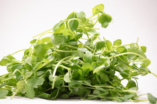 A pile of fresh, green pea shoots