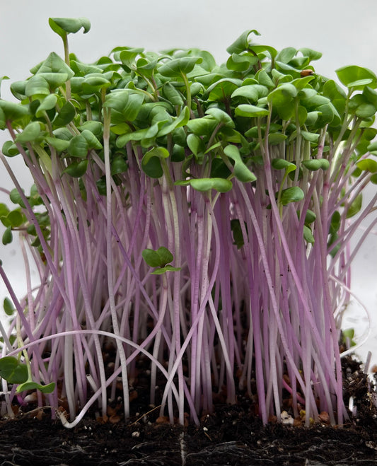 China Rose Radish Microgreens