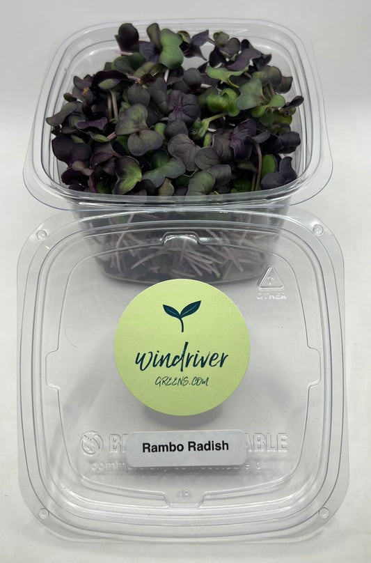 Rambo Radish Microgreens